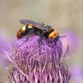 Rotstirnige Dolchwespe (Megascolia maculata maculata)